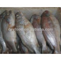 Poisson Frozen White Croaker (tout entier)